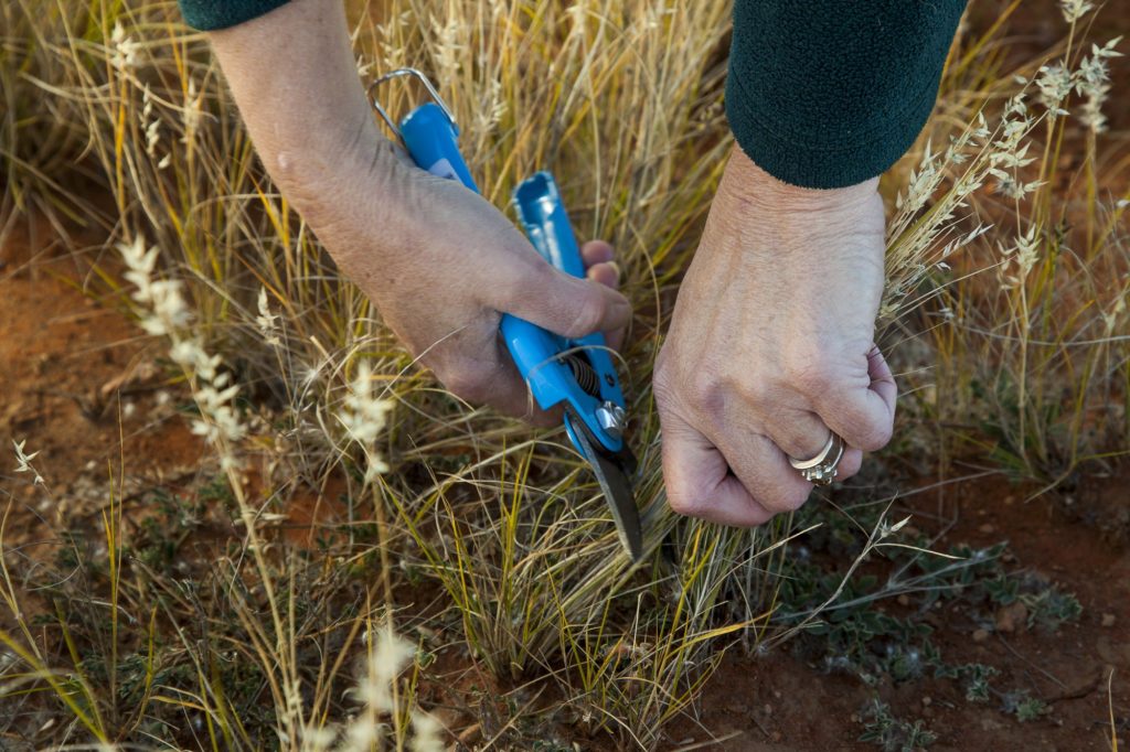 Hands cutting native grass with secateurs to make Curtin Springs Paper