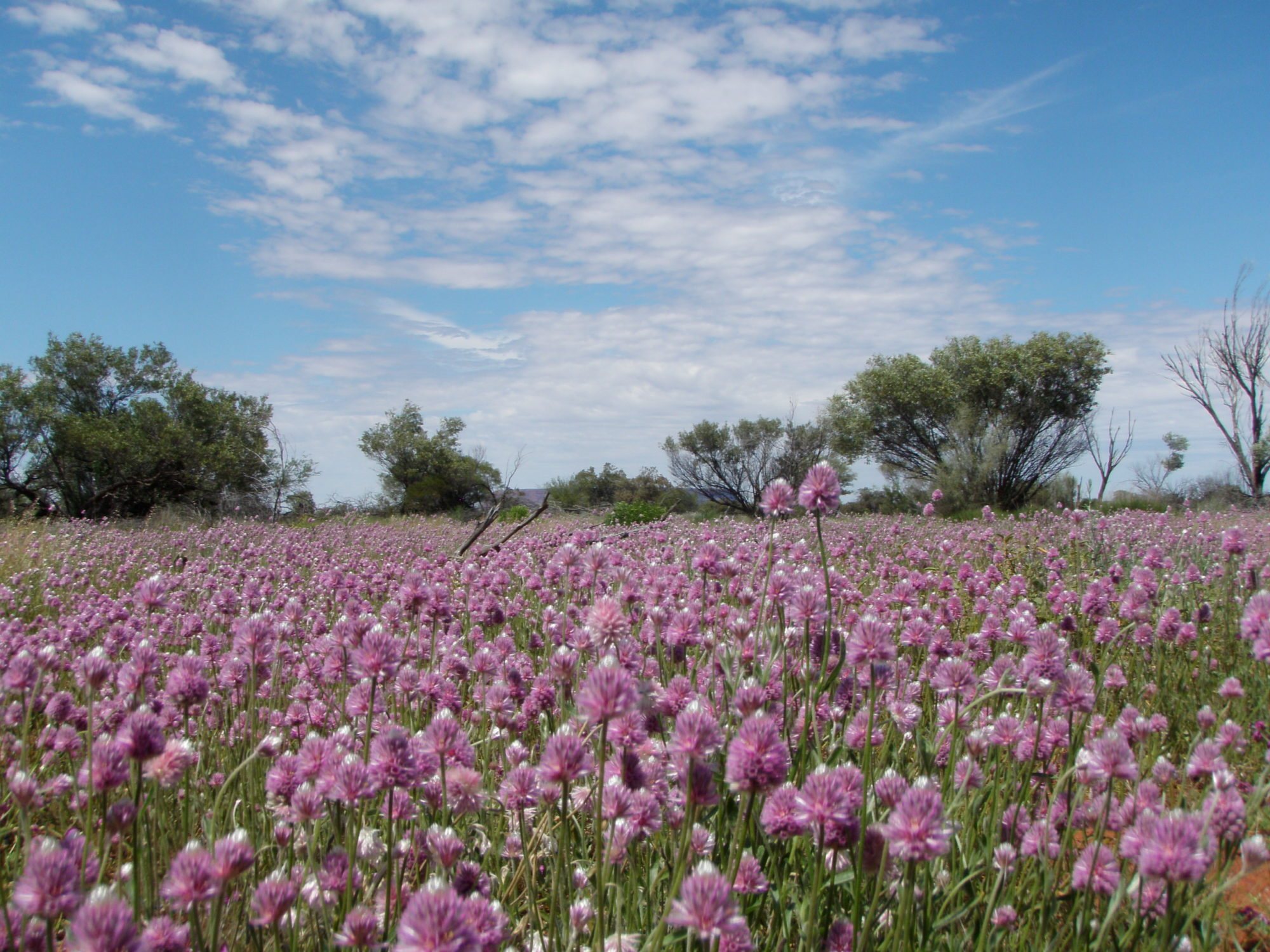 A field of purple mulla mulla wildflowers beside the old Ayers Rock road