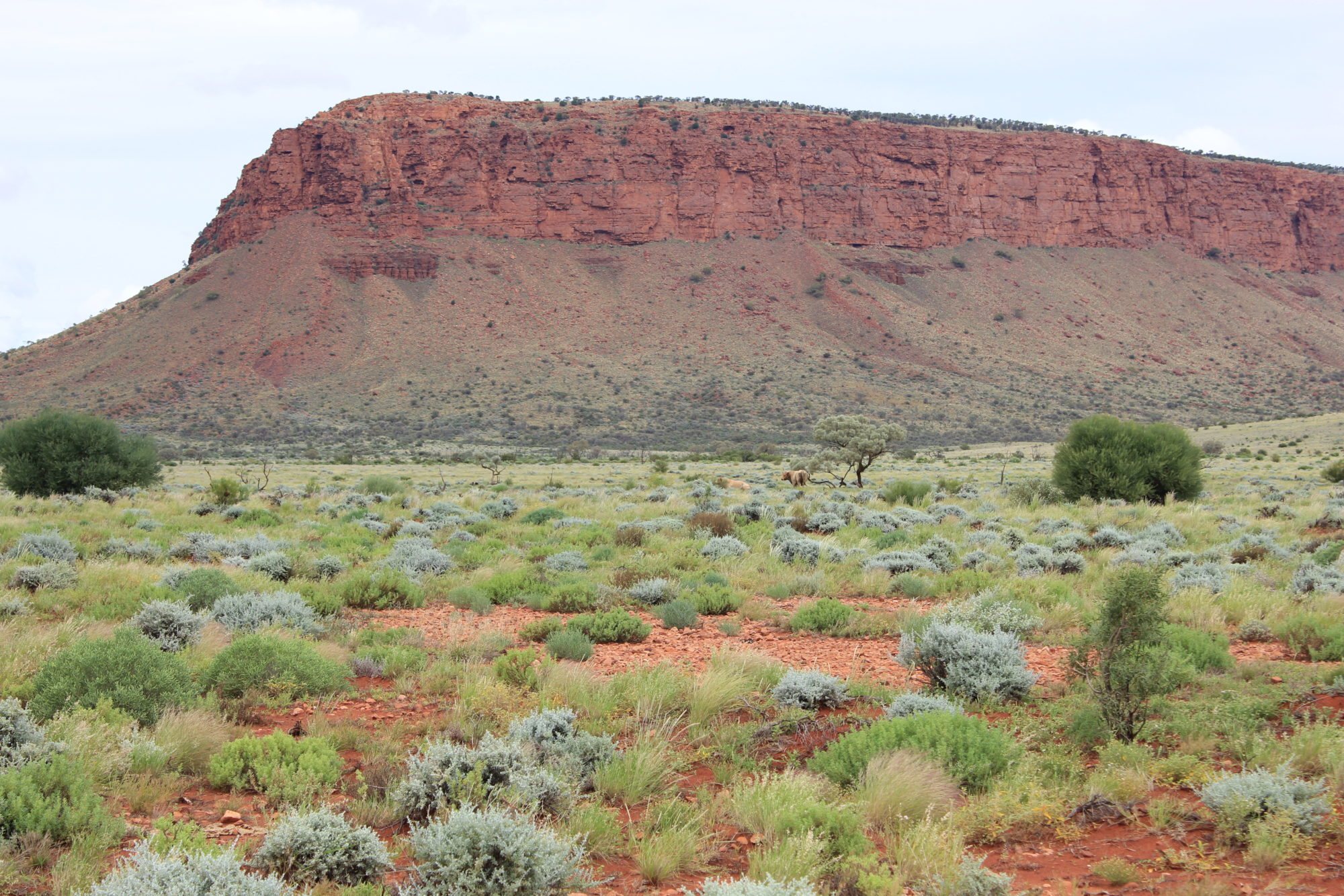 The red escarpment of Mount Conner above green saltbush after rain