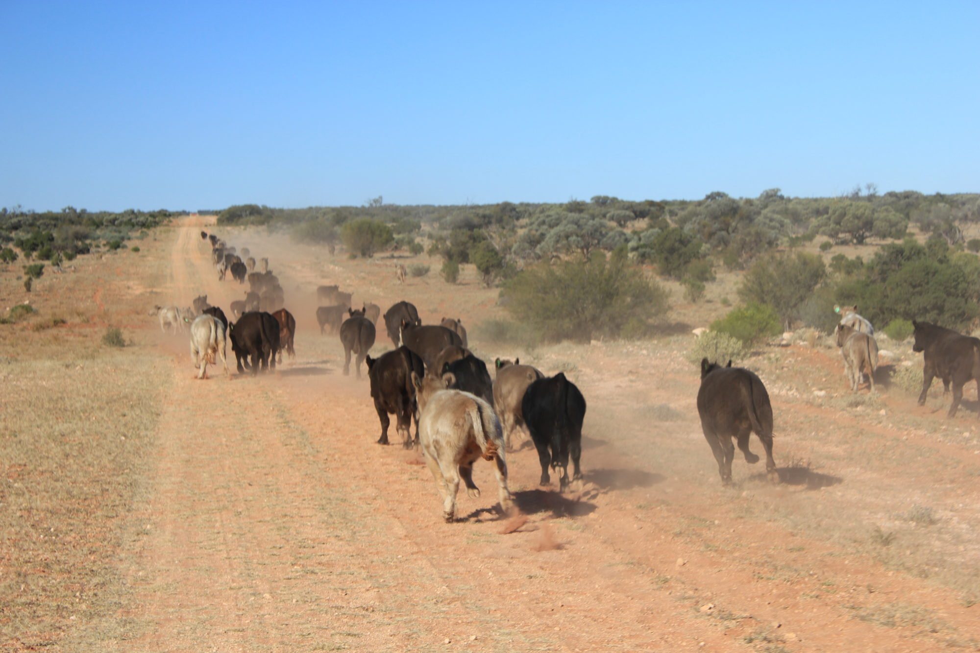 Cattle walking along a red dirt track through station country