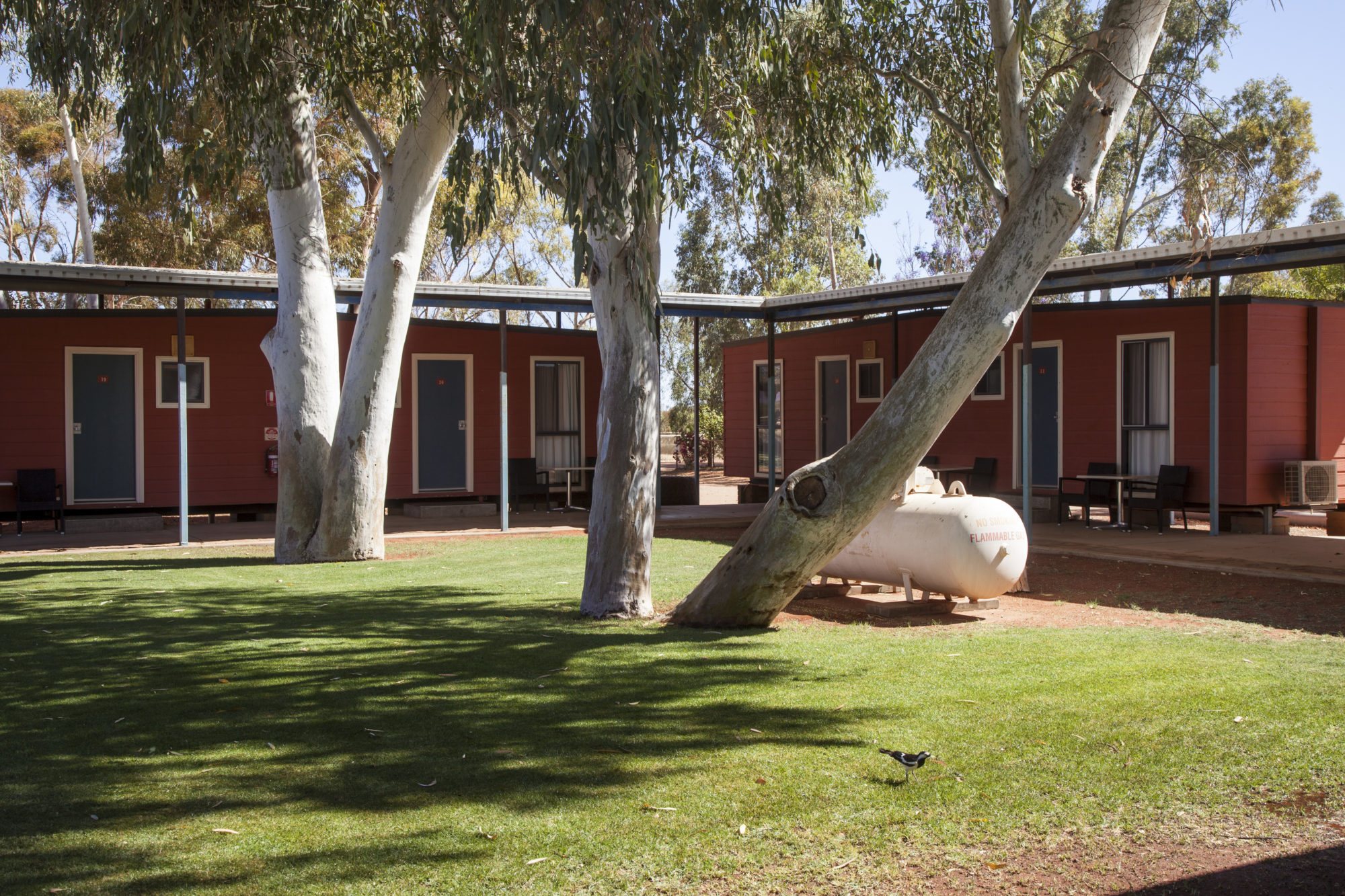Curtin Springs Wayside Inn rooms beside a shady lawn and white-trunked gum trees