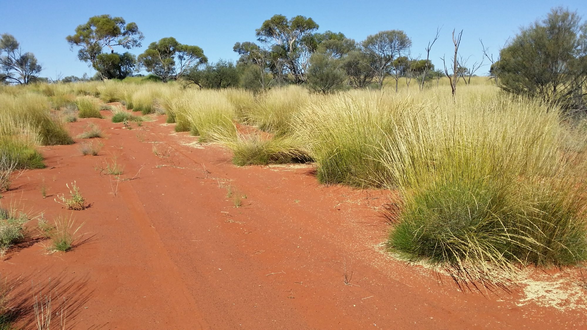 Red sand track winding between golden spinifex grass and desert trees