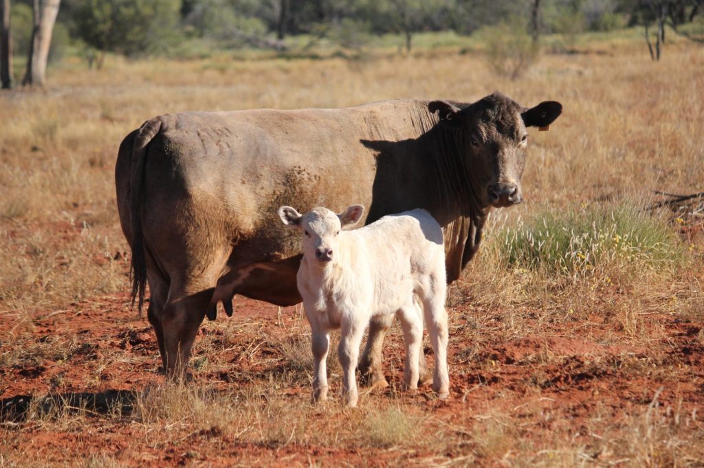 Murray Grey cow with a pale calf standing on red dirt among dry grasses