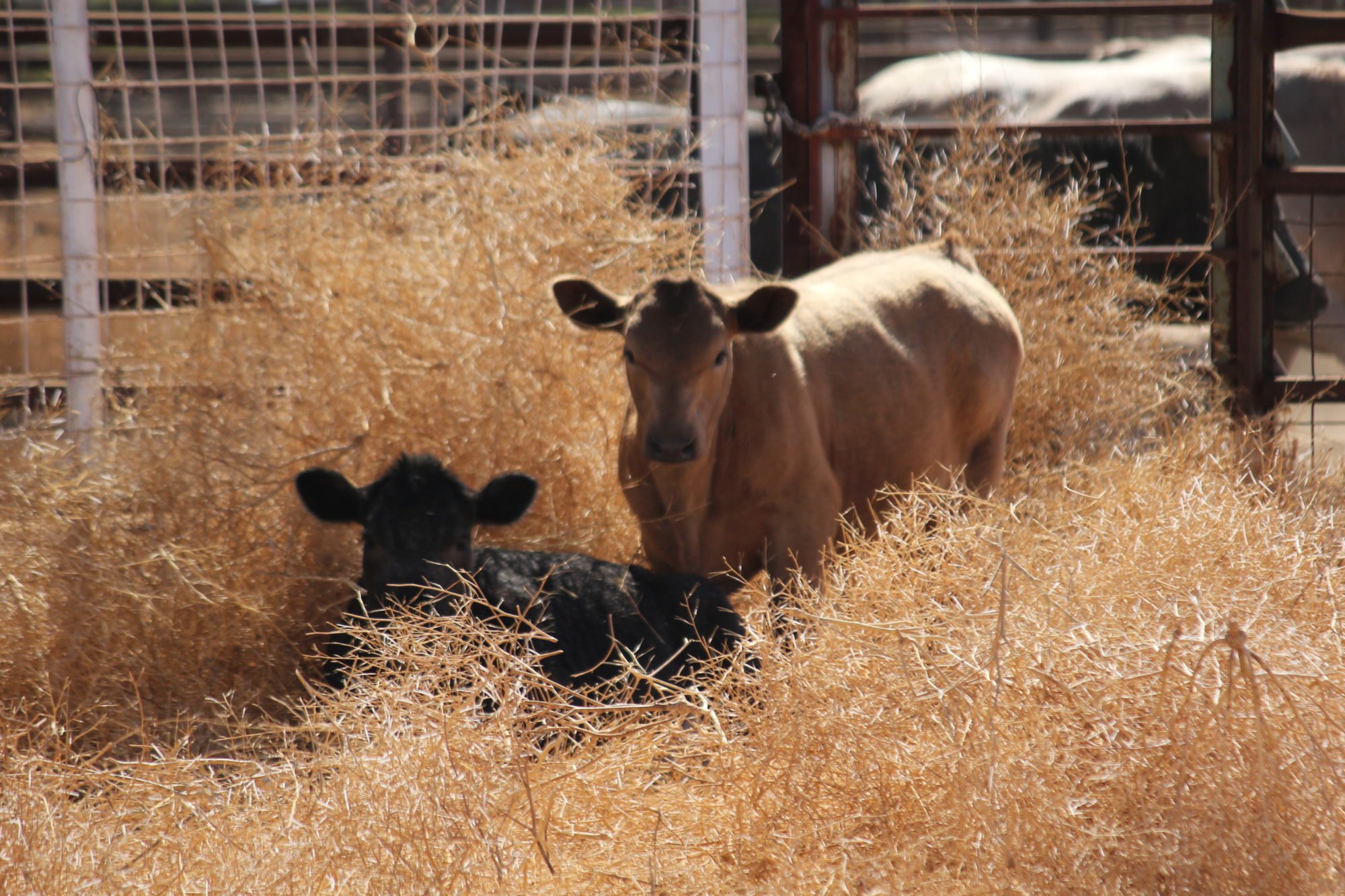 Murray Grey cow and a black calf resting in dry hay at the yards