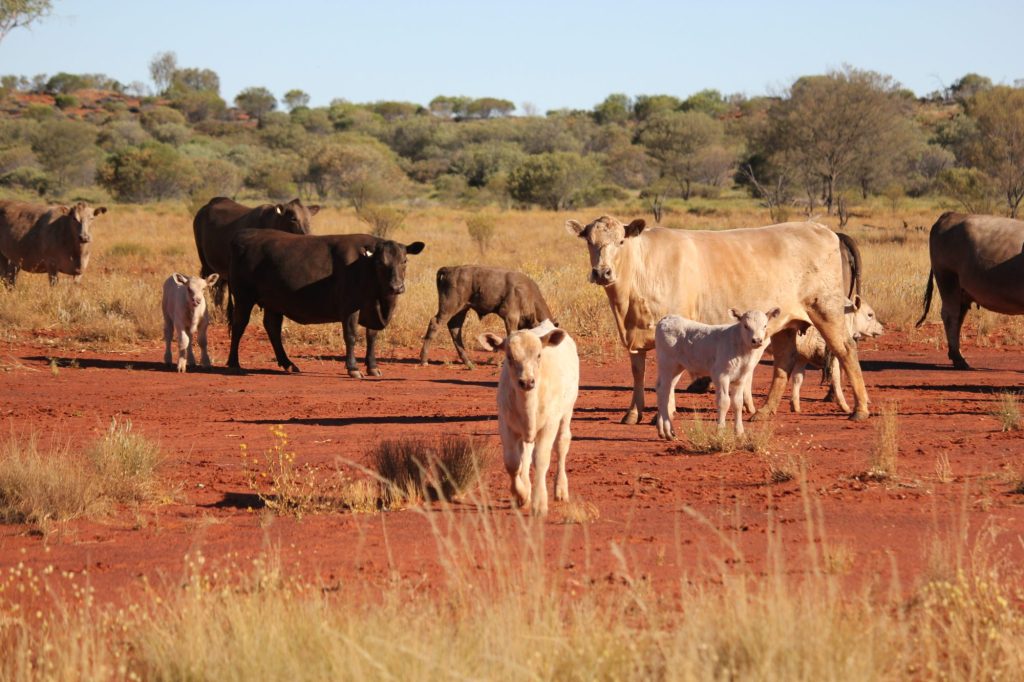 Murray Grey cows and calves grazing on red dirt among native grasses