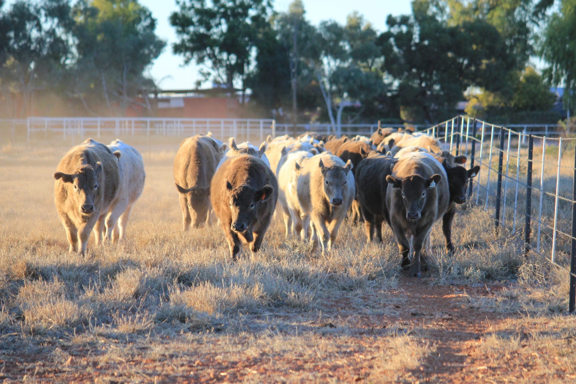A group of Murray Grey steers walking through dry grass beside the yards