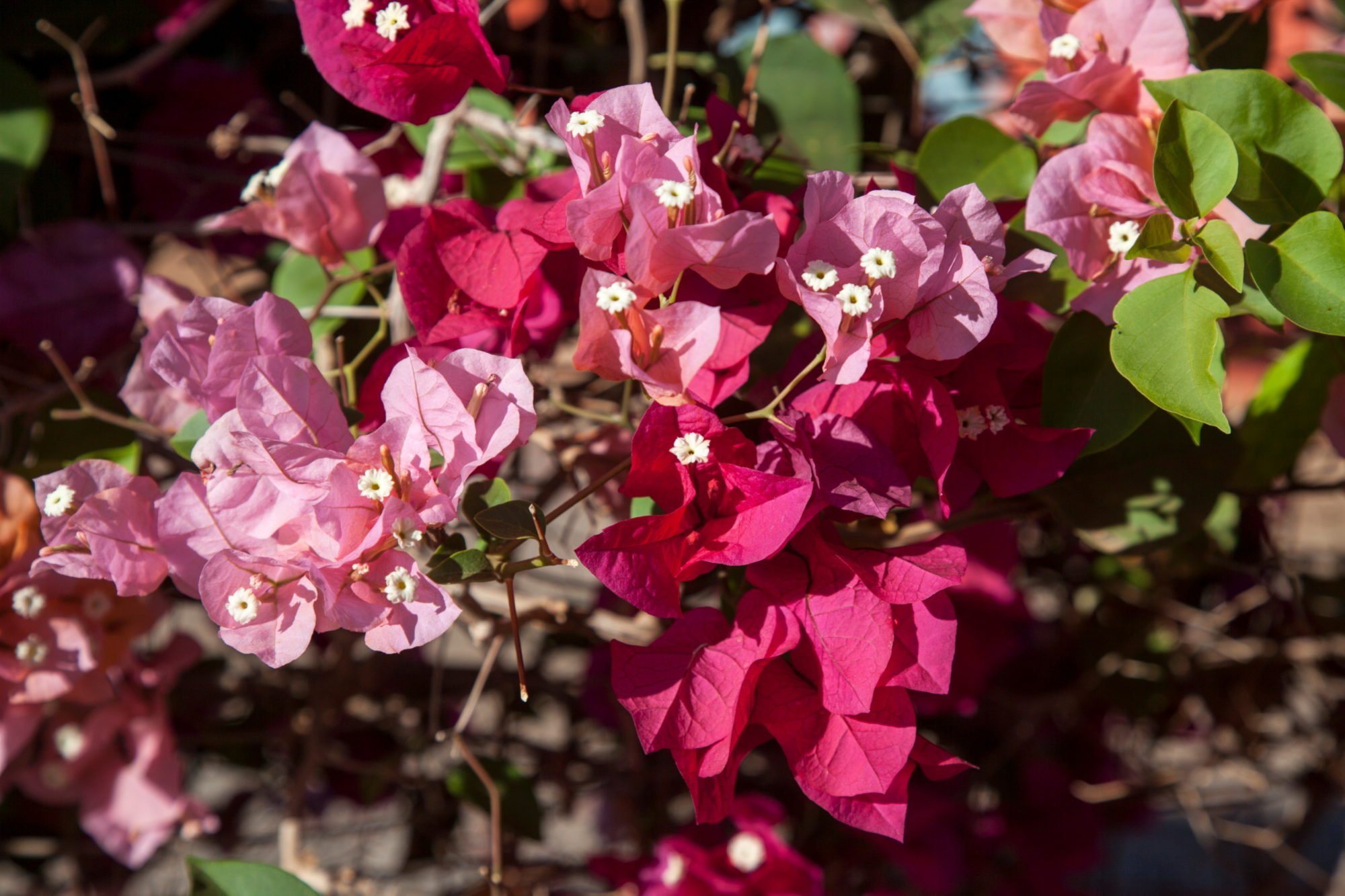 Close-up of bright pink bougainvillea flowers in the Wayside Inn gardens