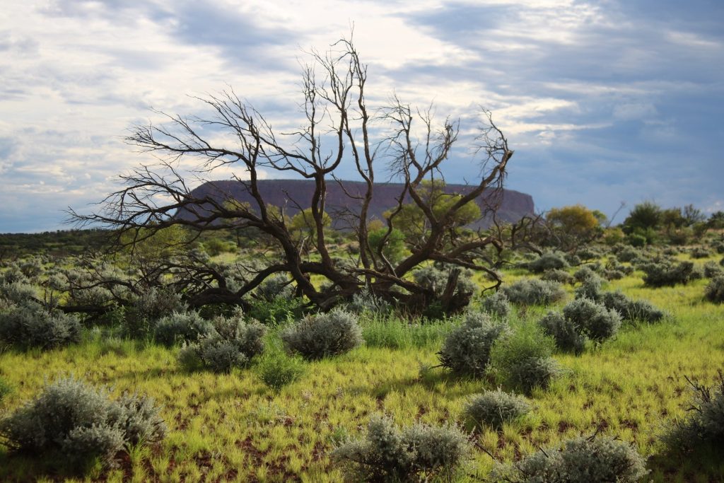 Mount Conner's red escarpment above green and blue-grey native vegetation