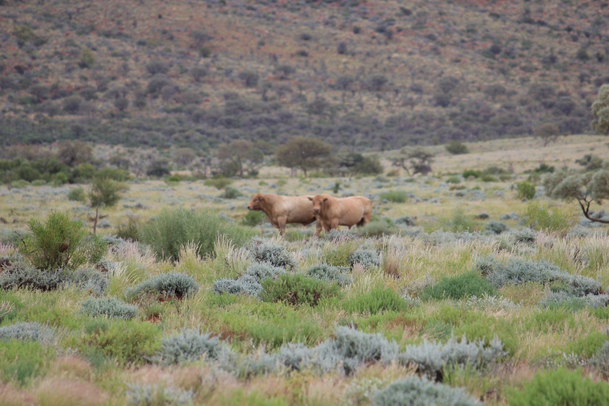 Murray Grey bulls grazing among saltbush and native grasses