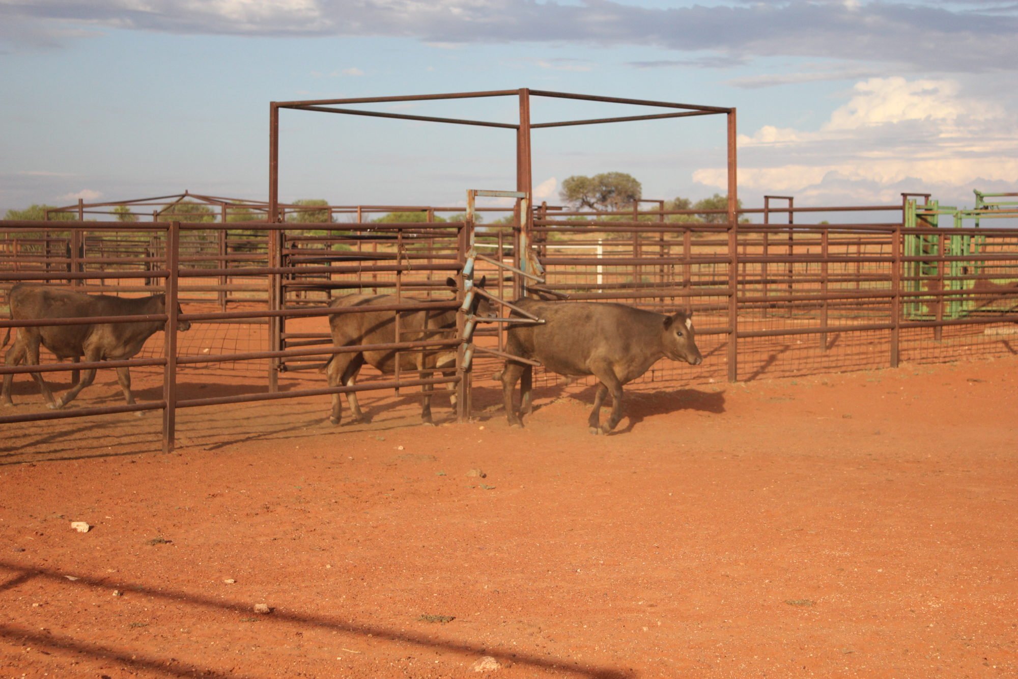 Cattle inside steel trap yards on red dirt, where water is used to muster